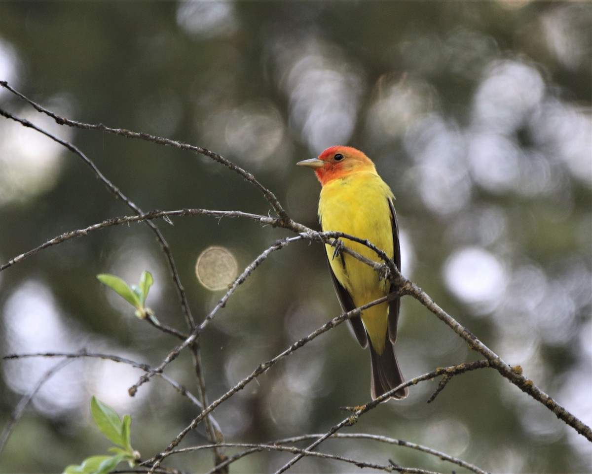 Western Tanager - ML593295401