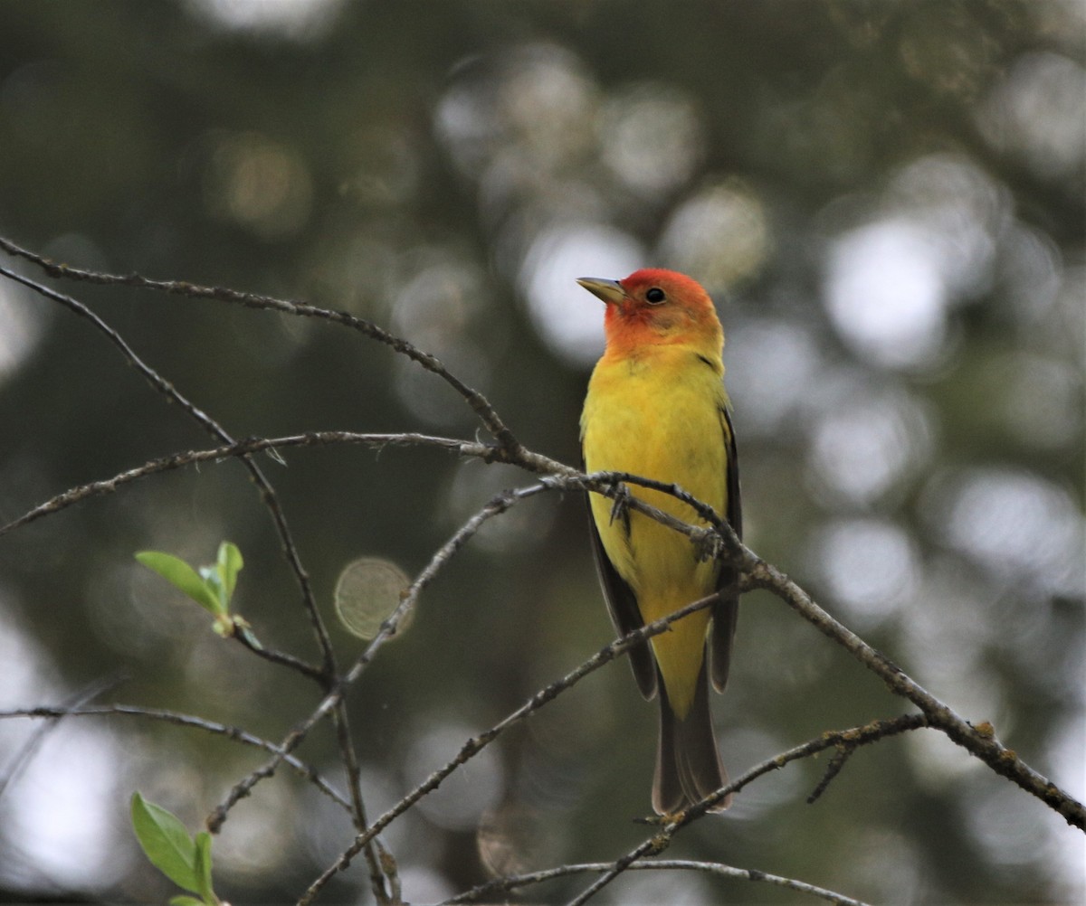 Western Tanager - ML593295411