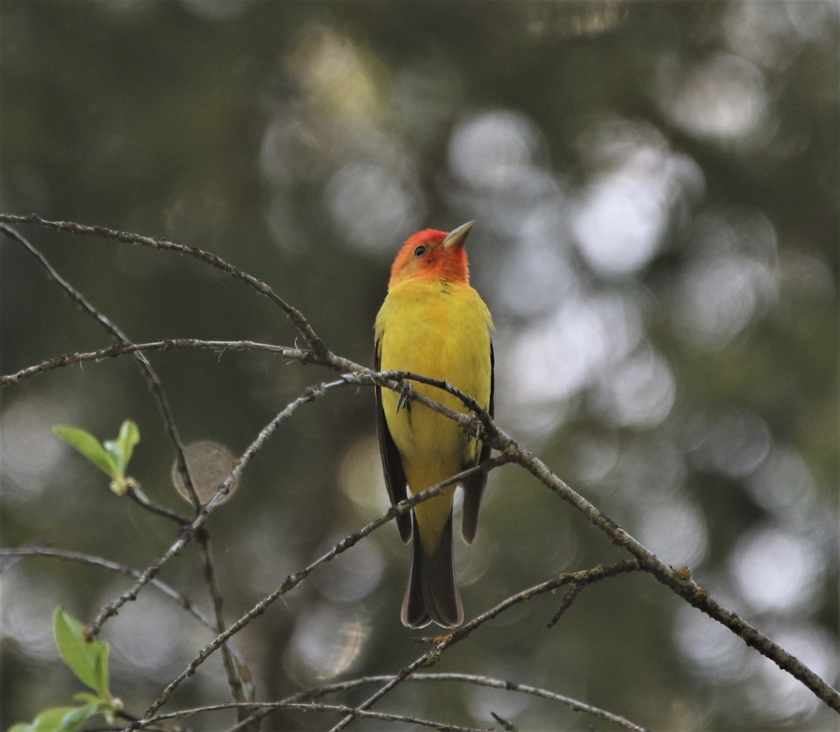 Western Tanager - ML593295421