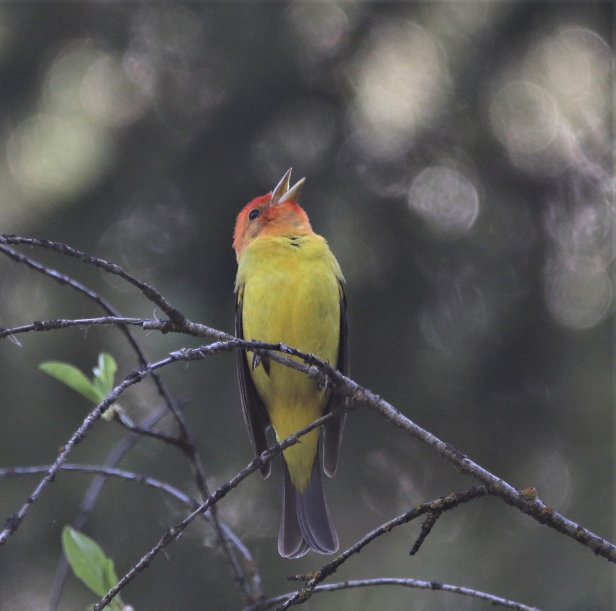Western Tanager - ML593295441
