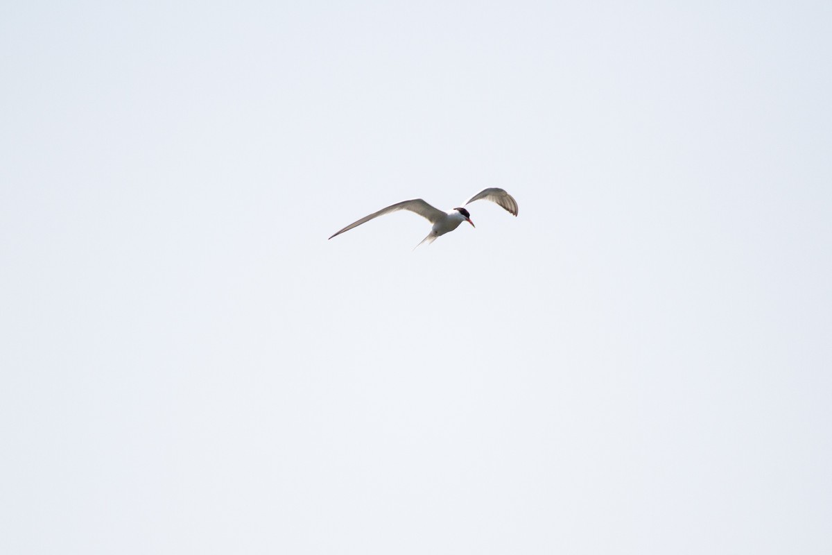 Common Tern - ML593298191