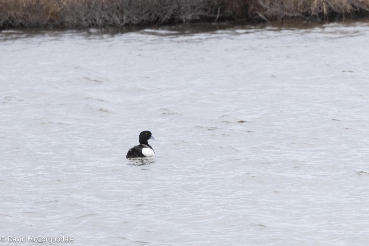 Greater Scaup - ML593299131
