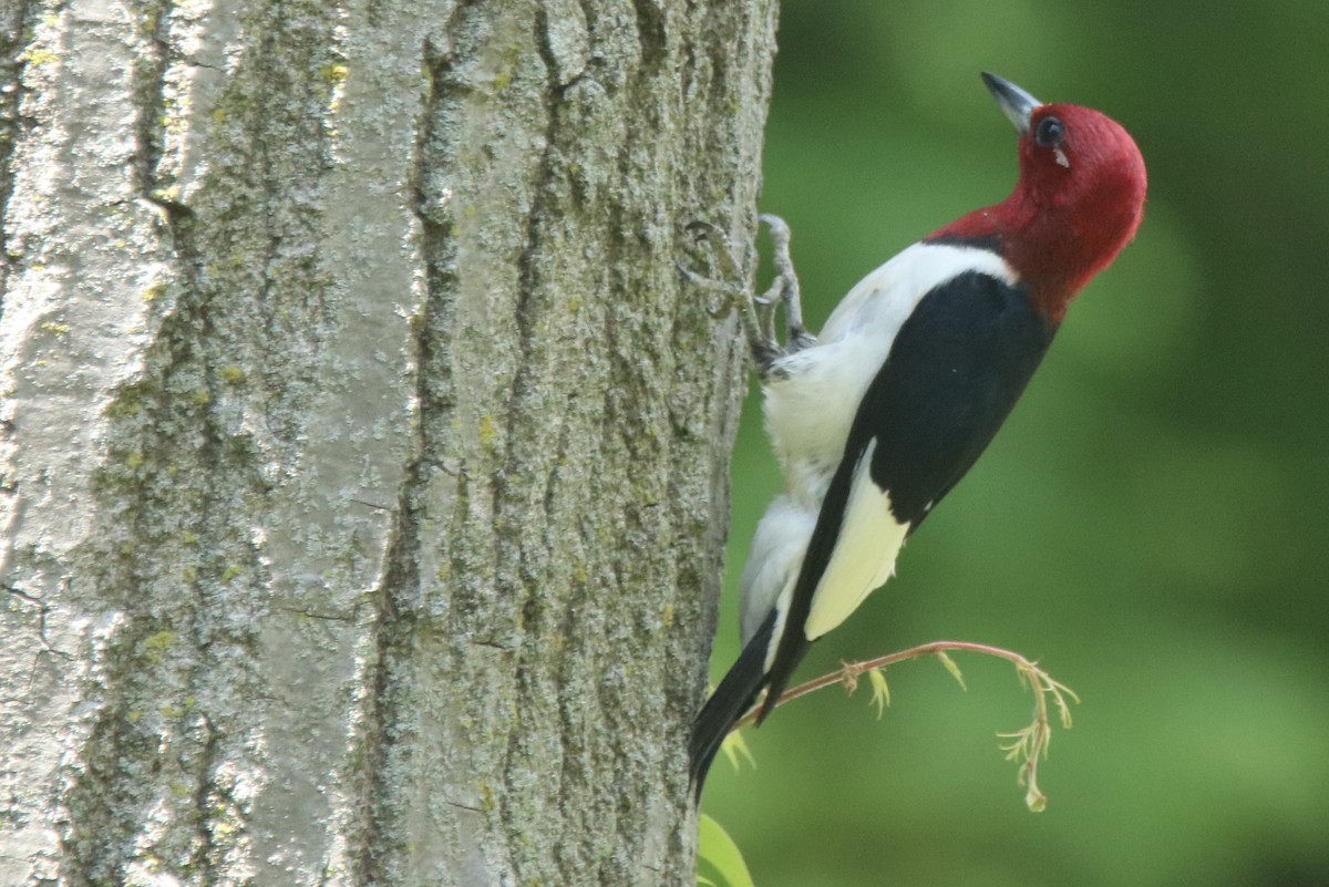 Red-headed Woodpecker - Andrew E and Rebecca A Steinmann