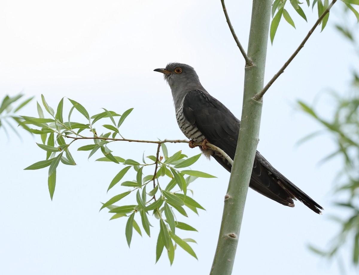 Common Cuckoo - ML593300131