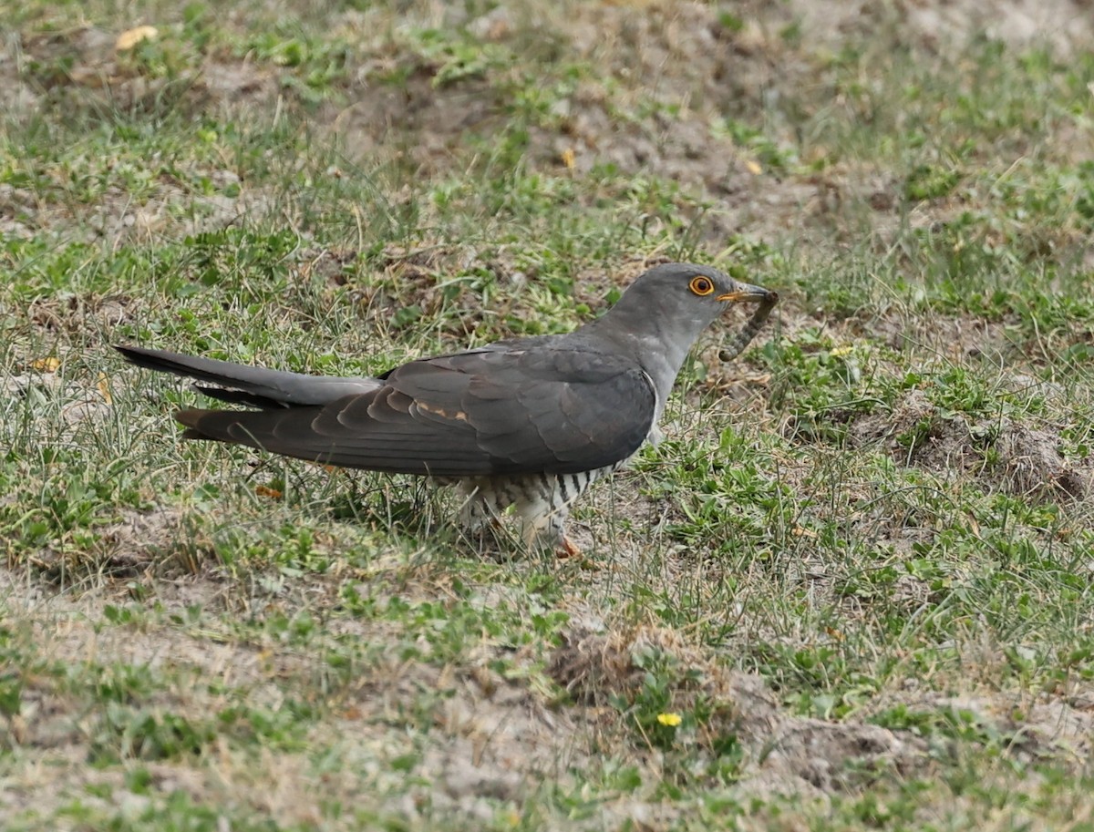 Common Cuckoo - ML593300141