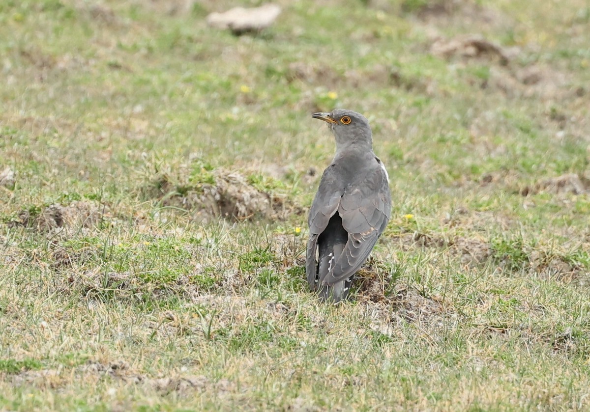 Common Cuckoo - ML593300151