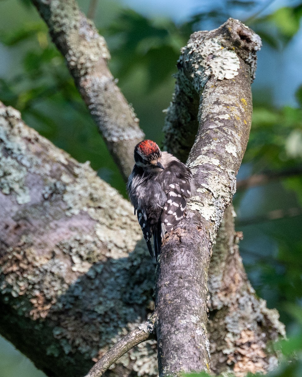 Downy Woodpecker - ML593300751