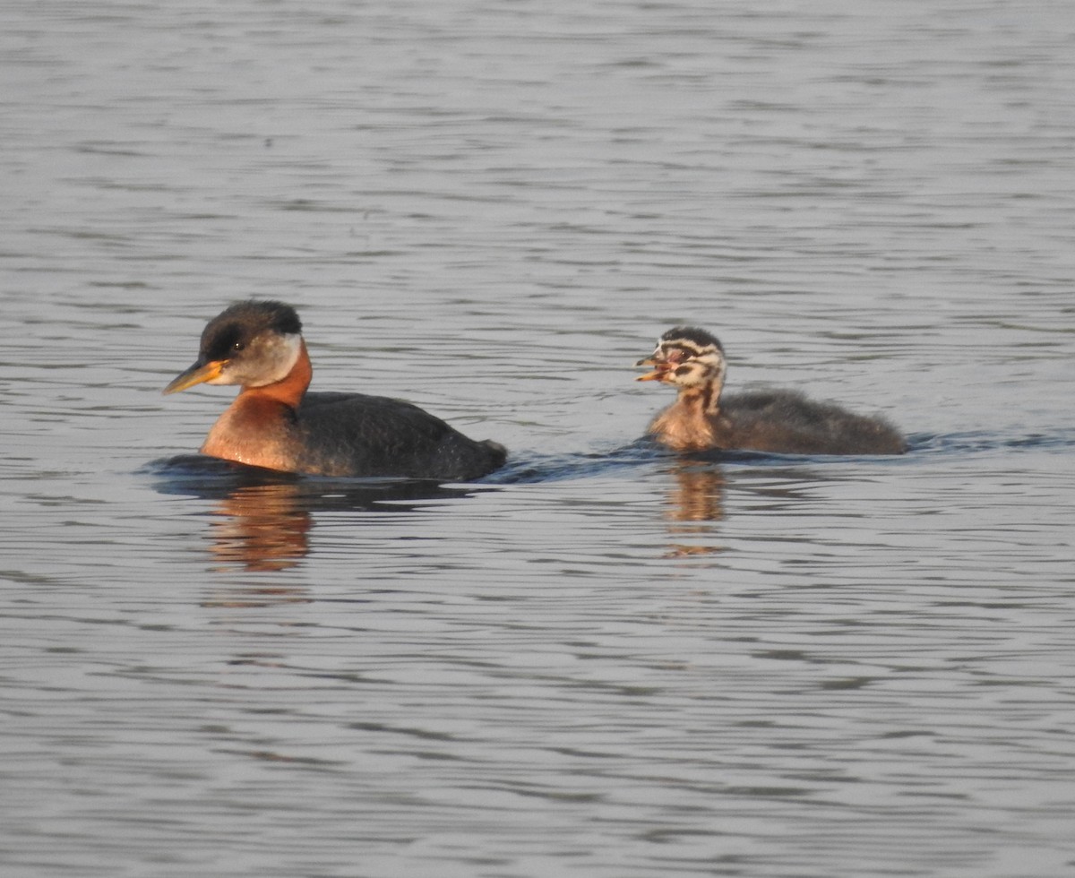 Red-necked Grebe - ML593302211