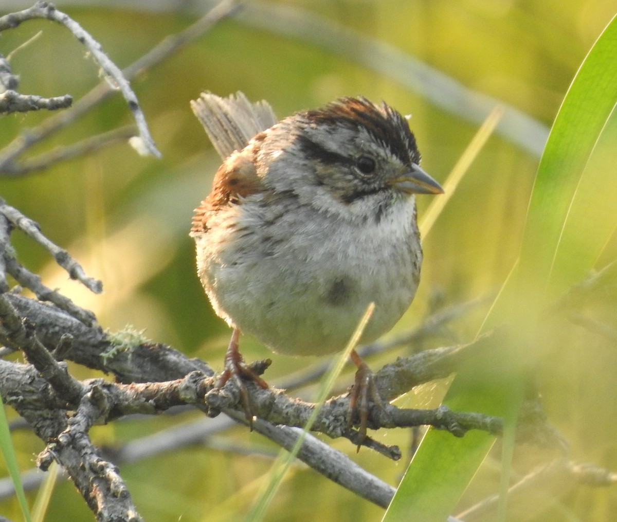 Swamp Sparrow - ML593302401