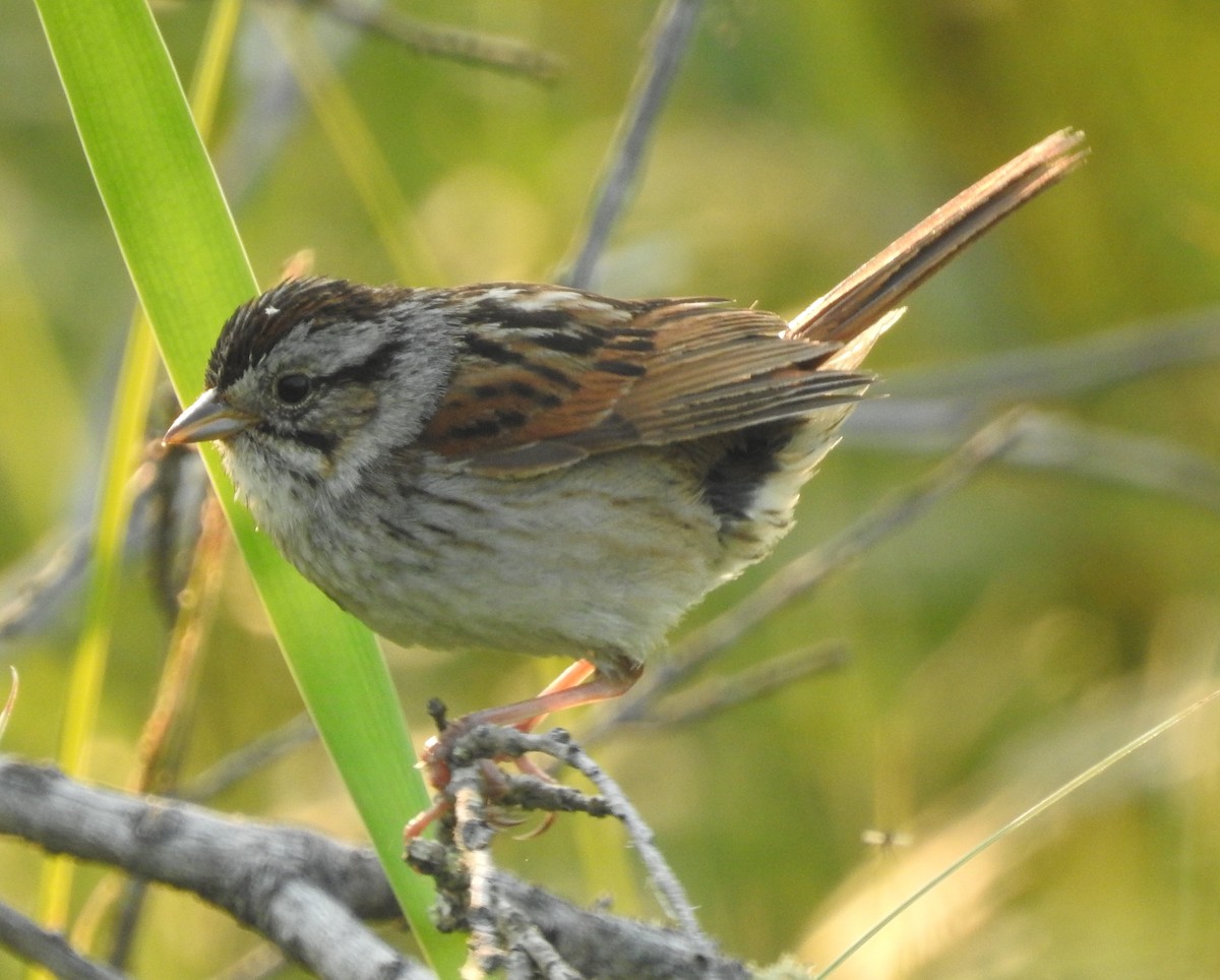 Swamp Sparrow - ML593302411