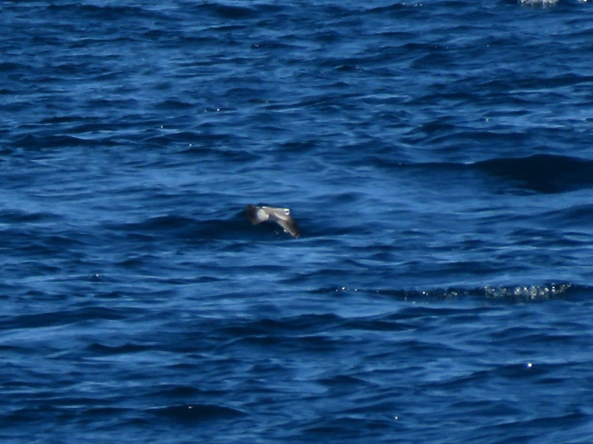White-faced Storm-Petrel - ML59330341