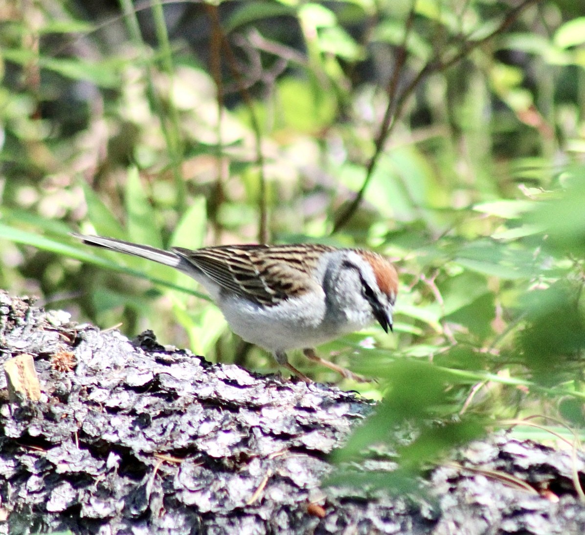 Chipping Sparrow - ML593304041