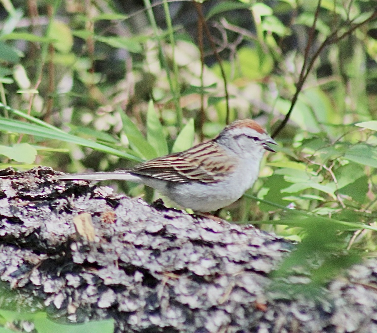 Chipping Sparrow - ML593304051