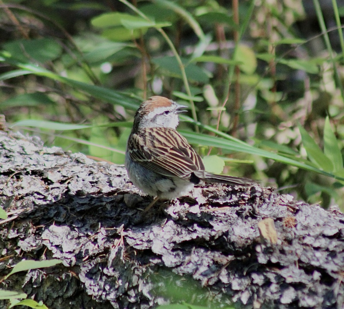 Chipping Sparrow - ML593304061