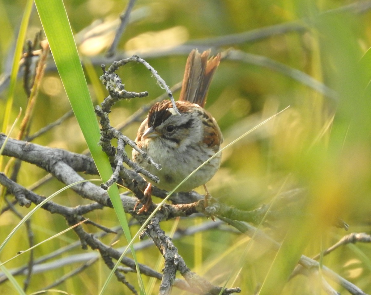 Swamp Sparrow - ML593304621