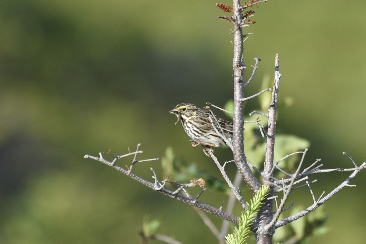 Savannah Sparrow - ML593305021