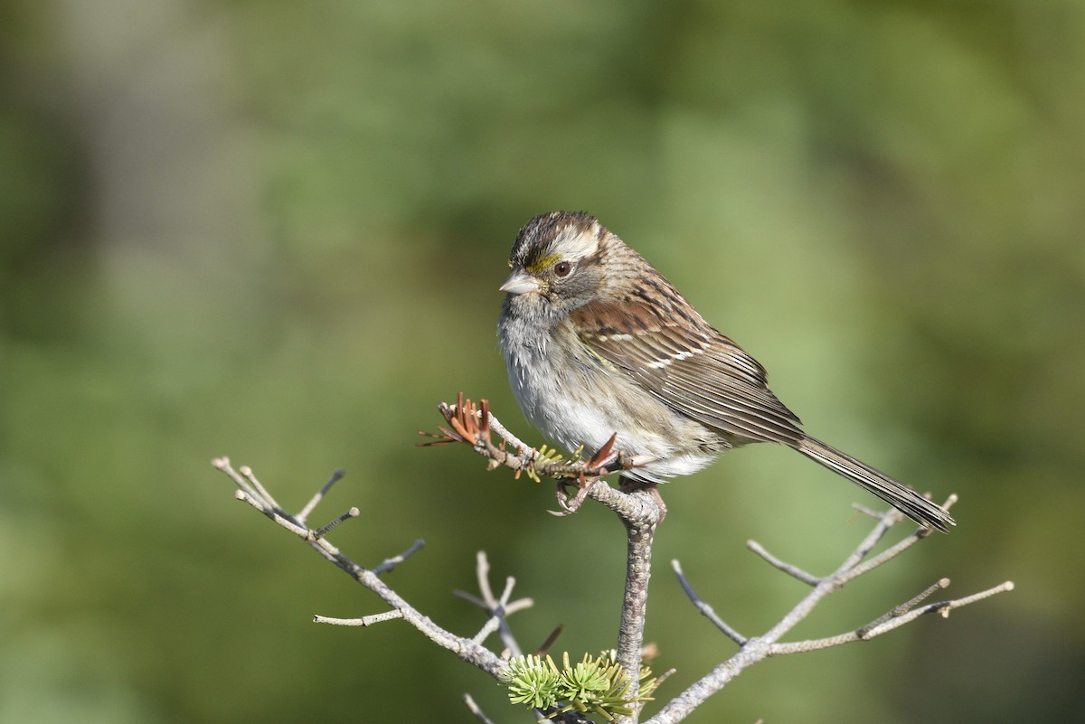 White-throated Sparrow - ML593305071