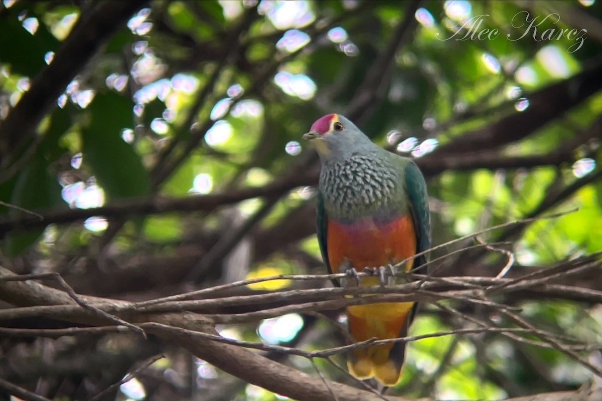 Rose-crowned Fruit-Dove - ML593305151