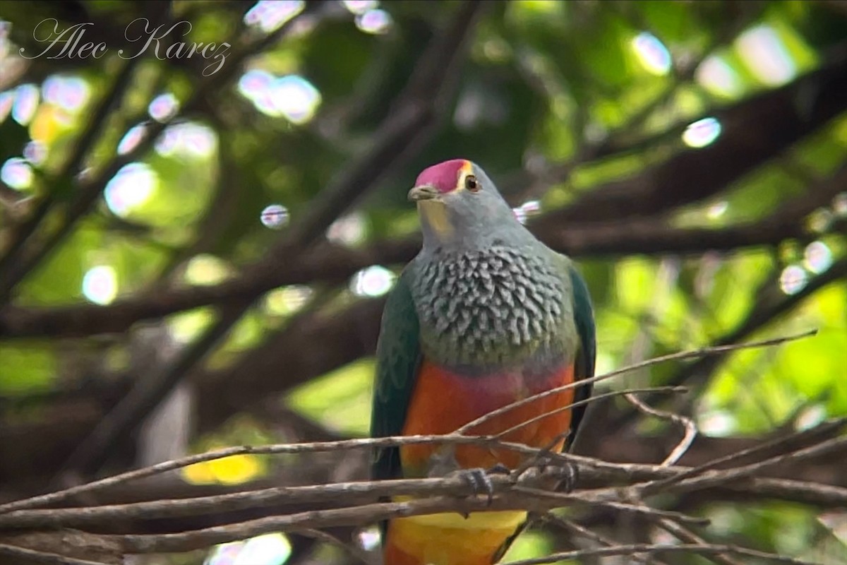 Rose-crowned Fruit-Dove - ML593305161