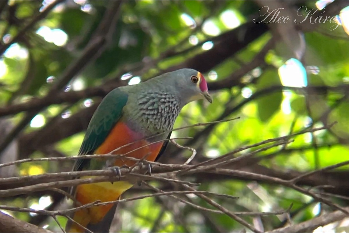 Rose-crowned Fruit-Dove - ML593305171