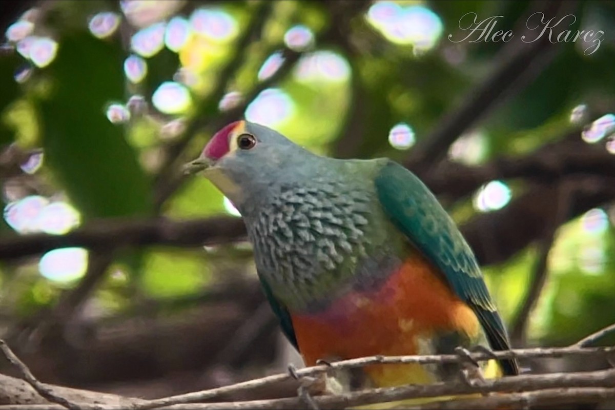 Rose-crowned Fruit-Dove - ML593305181