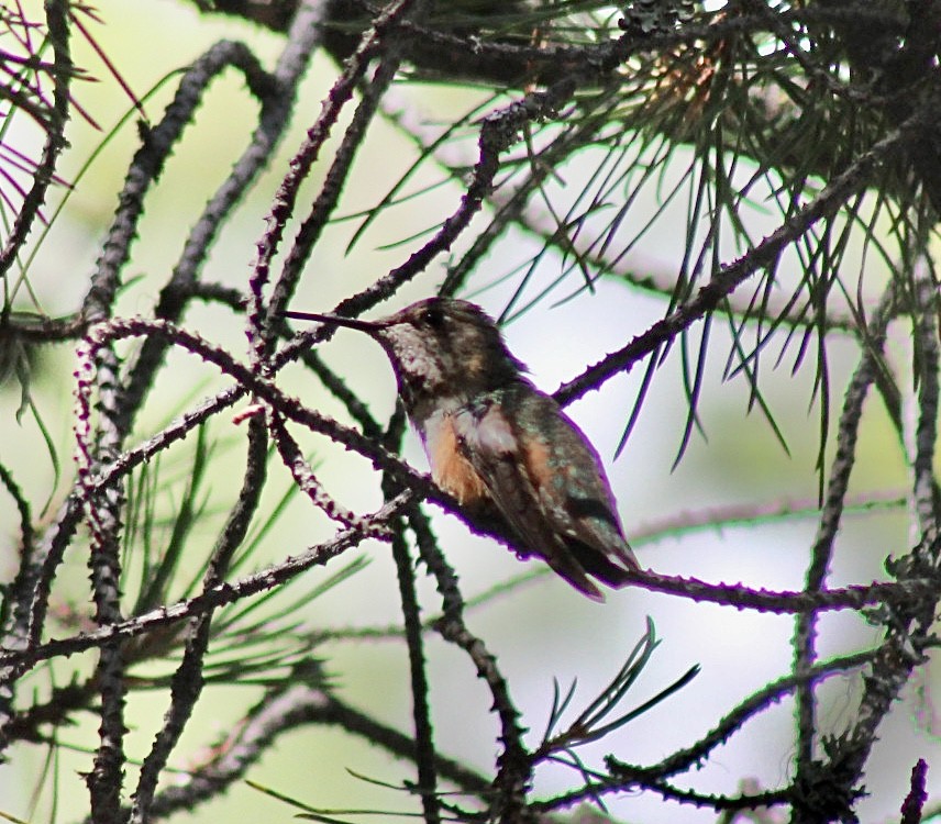 Rufous Hummingbird - ML593305991