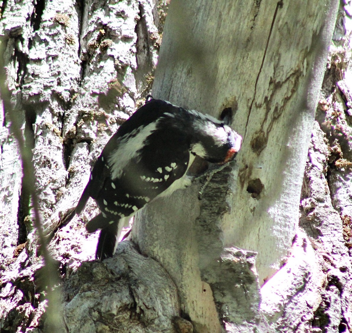 Hairy Woodpecker - ML593306131