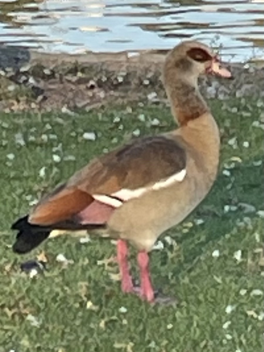 Egyptian Goose - ML593307371