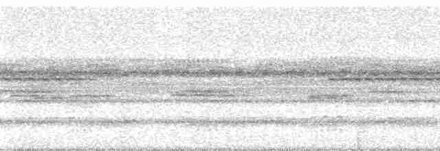 Рораймская совка [группа napensis] - ML59331