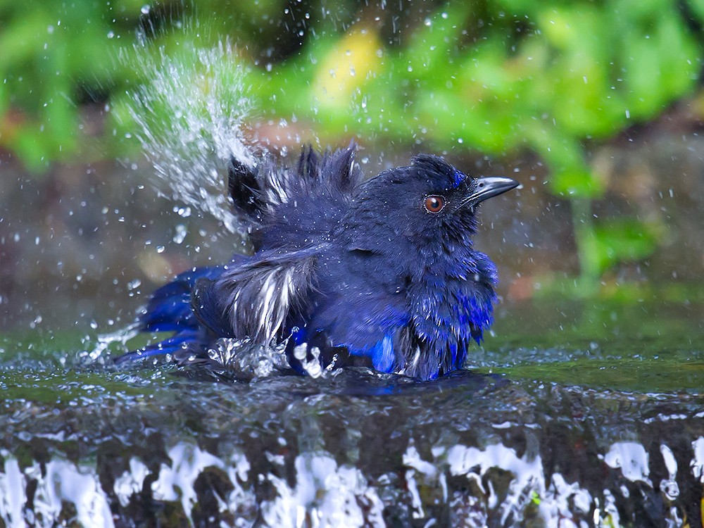 Тайваньская синяя птица - ML59331081