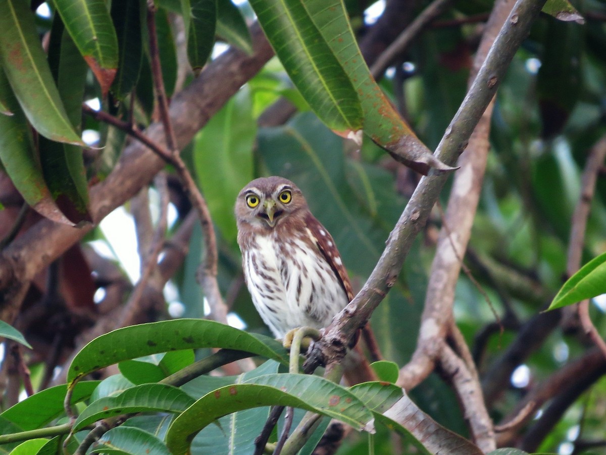 Ferruginous Pygmy-Owl - ML593312291