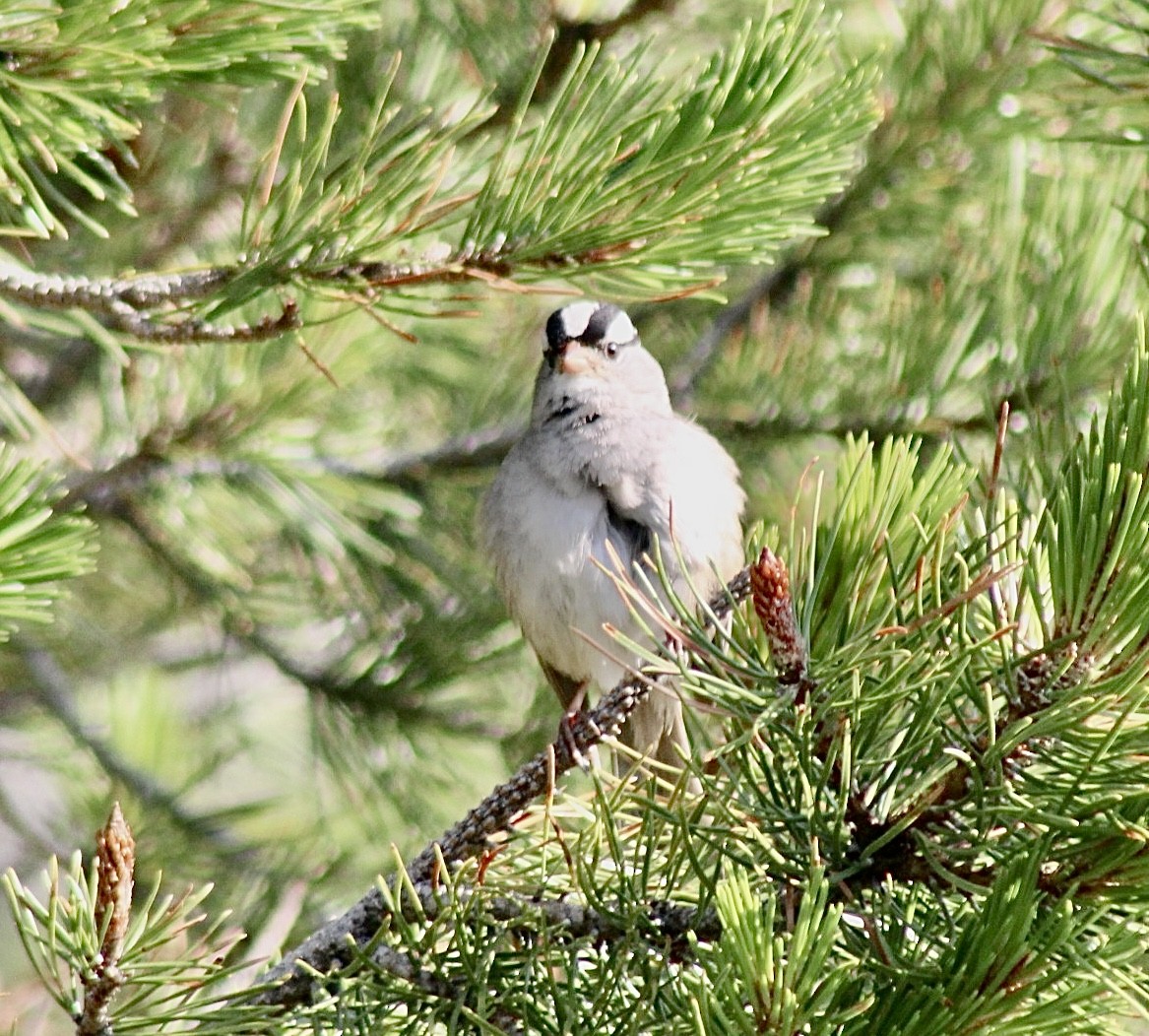 White-crowned Sparrow - ML593314751