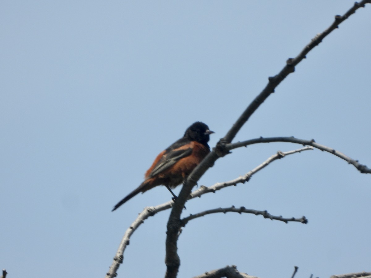 Orchard Oriole - ML593315251