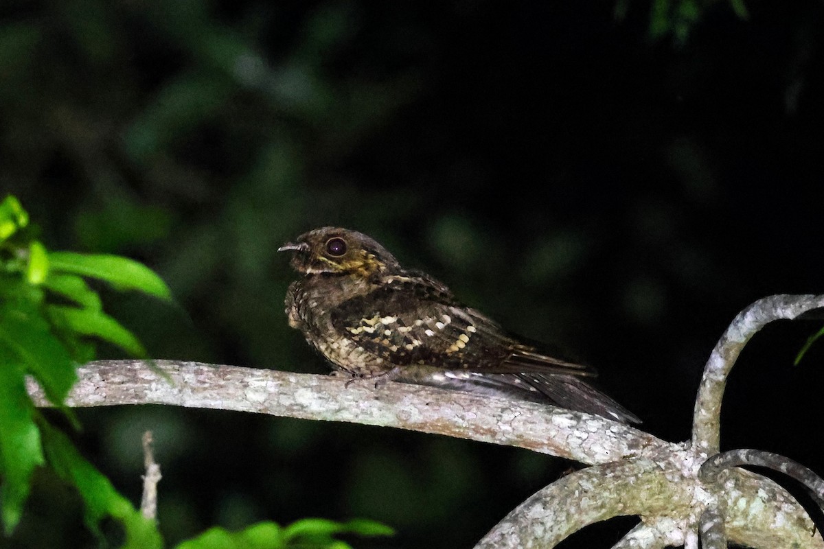 Sulawesi Nightjar - ML593316461
