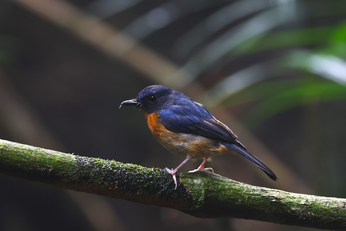 Sulawesi Blue Flycatcher - 志民 蘇