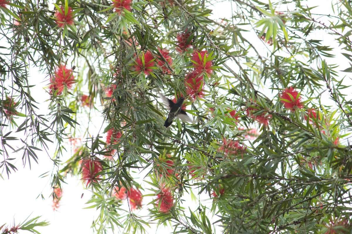kolibřík safírový - ML593317451