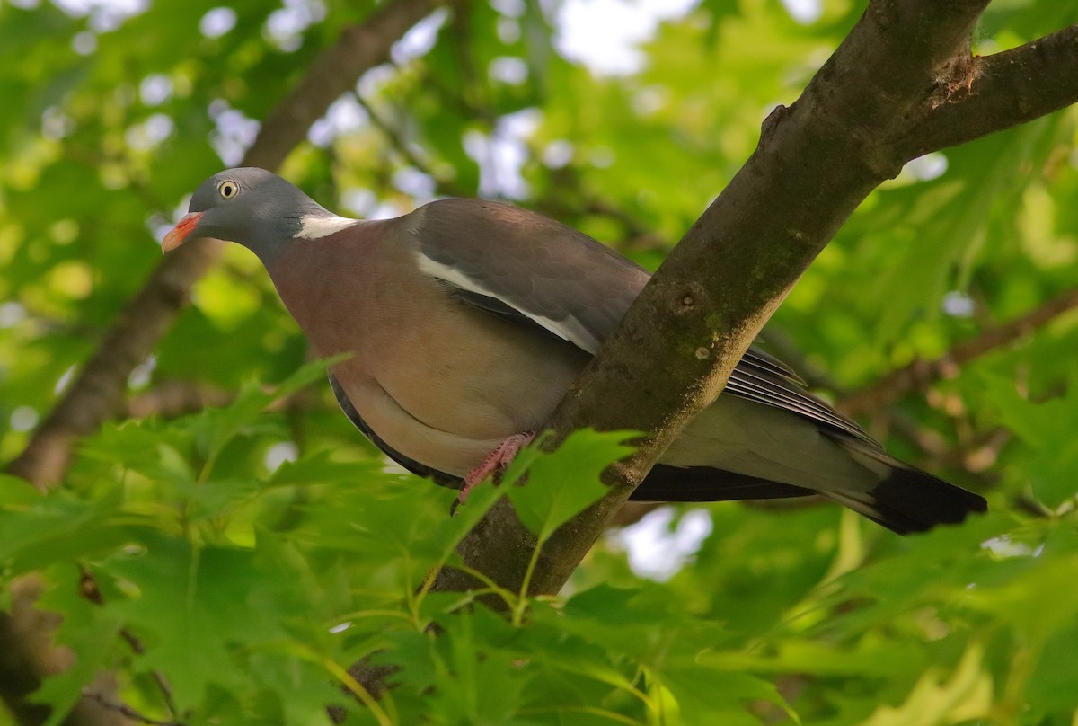 Common Wood-Pigeon - ML593324181