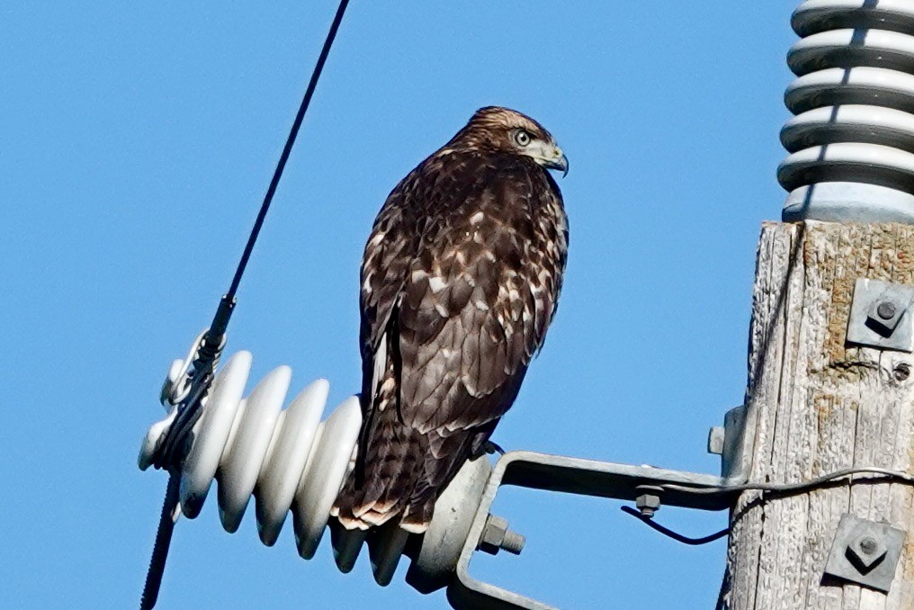 Red-tailed Hawk - ML593325981