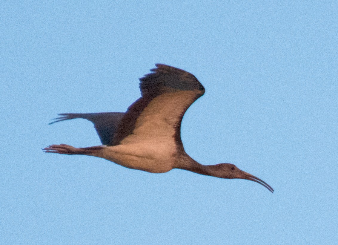 ibis bílý - ML593326051
