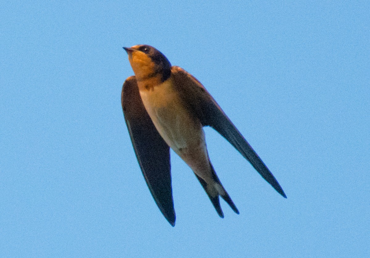 Barn Swallow - ML593326231
