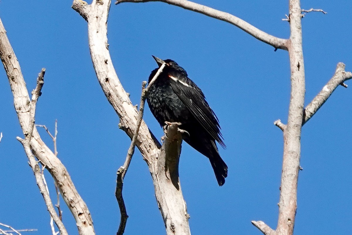 Tricolored Blackbird - ML593326831