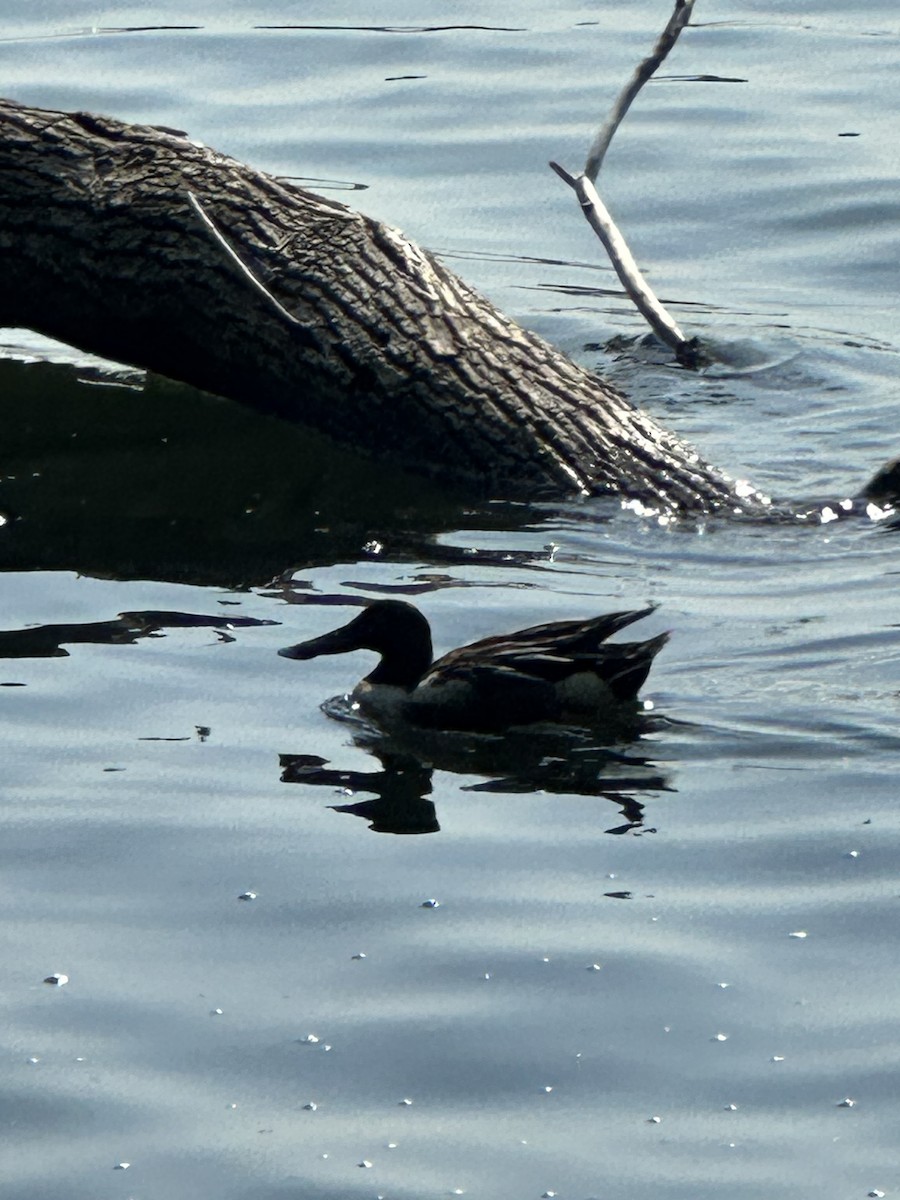 New York Breeding Bird Atlas Checklist - 11 Jul 2023 - Rockland Lake SP ...