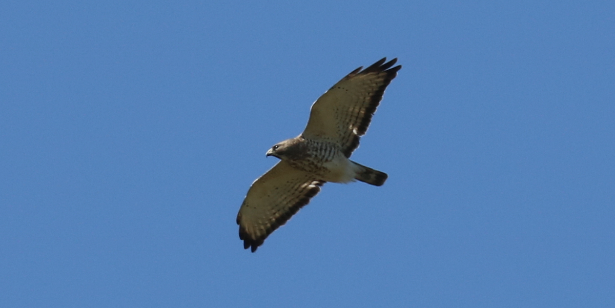 Broad-winged Hawk - ML593329151