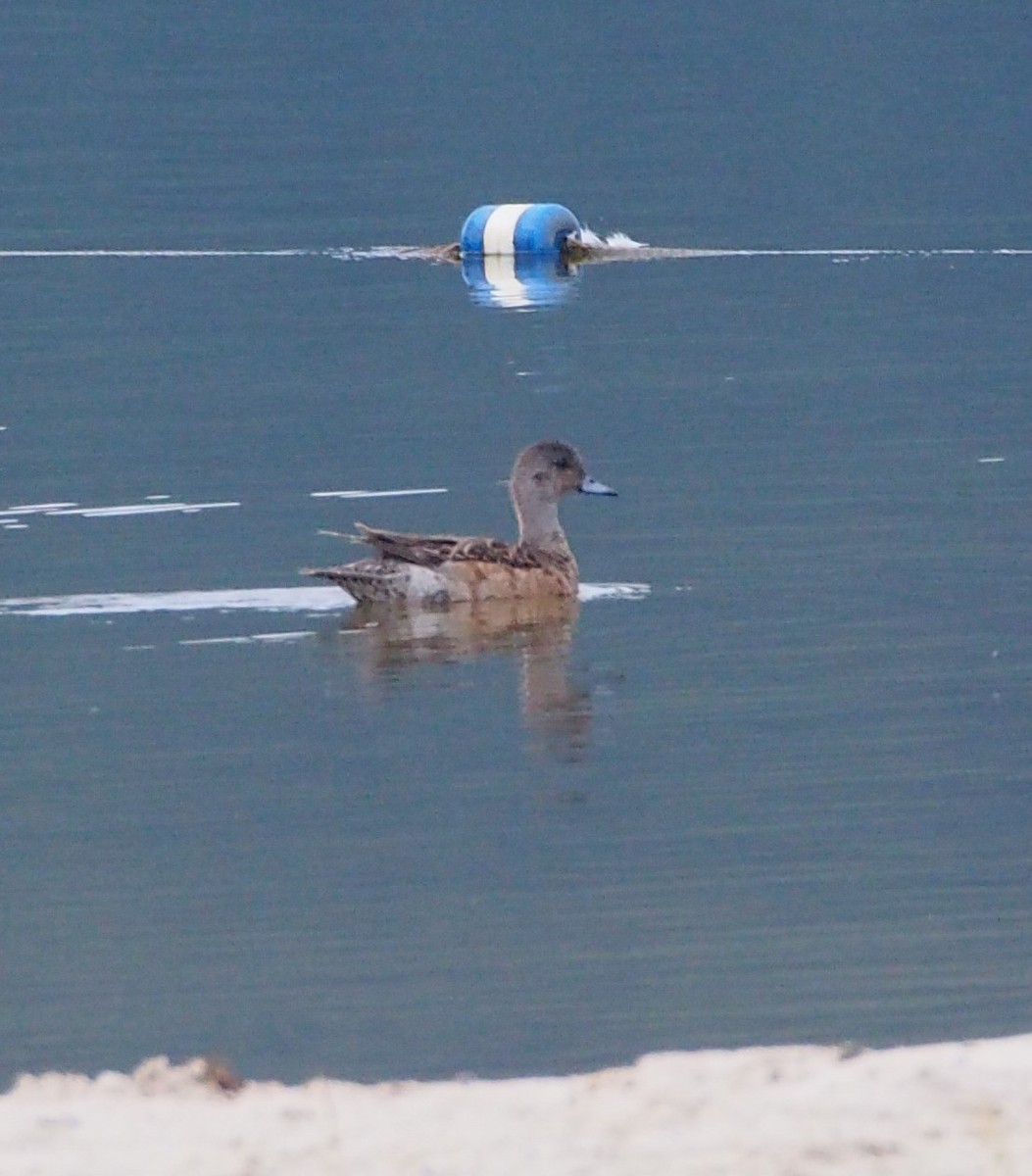 eBird Checklist 10 Jul 2023 Curwensville Dam Rec Area 1 species