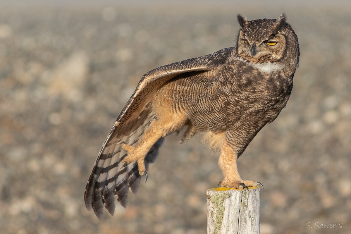 Lesser Horned Owl - ML593334071