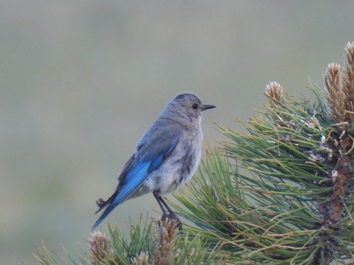 Mountain Bluebird - ML593334131