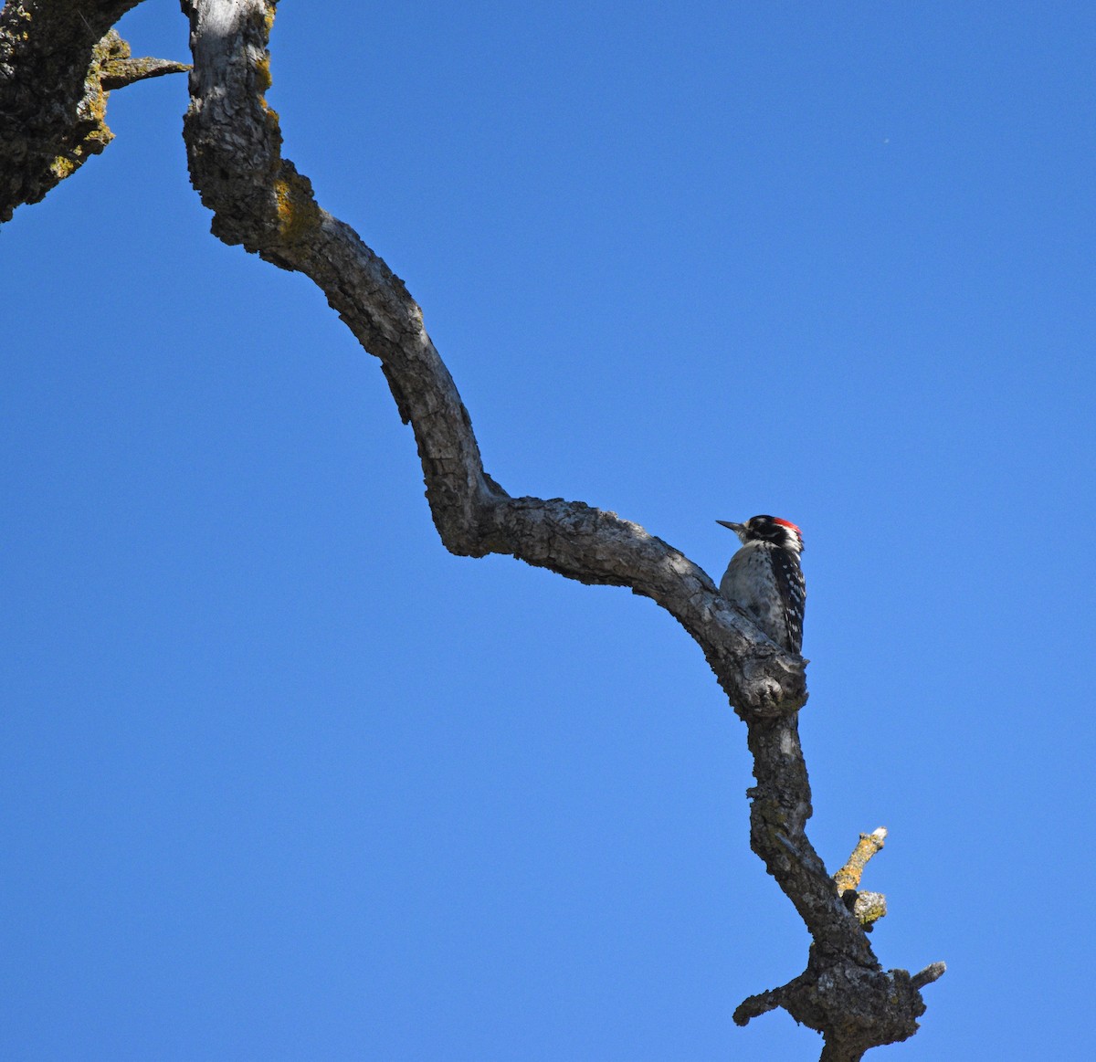 Nuttall's Woodpecker - ML593336301