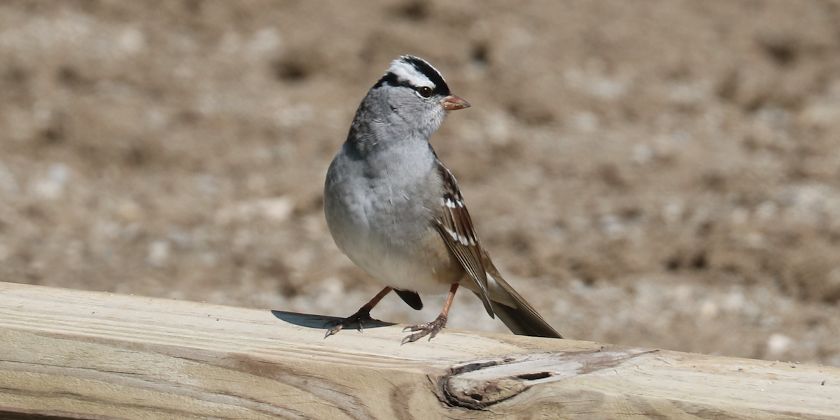 White-crowned Sparrow - ML593336691