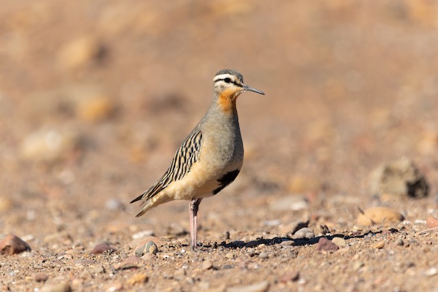 Tawny-throated Dotterel (subspecies <em class="SciName notranslate">ruficollis</em>). - Tawny-throated Dotterel - 