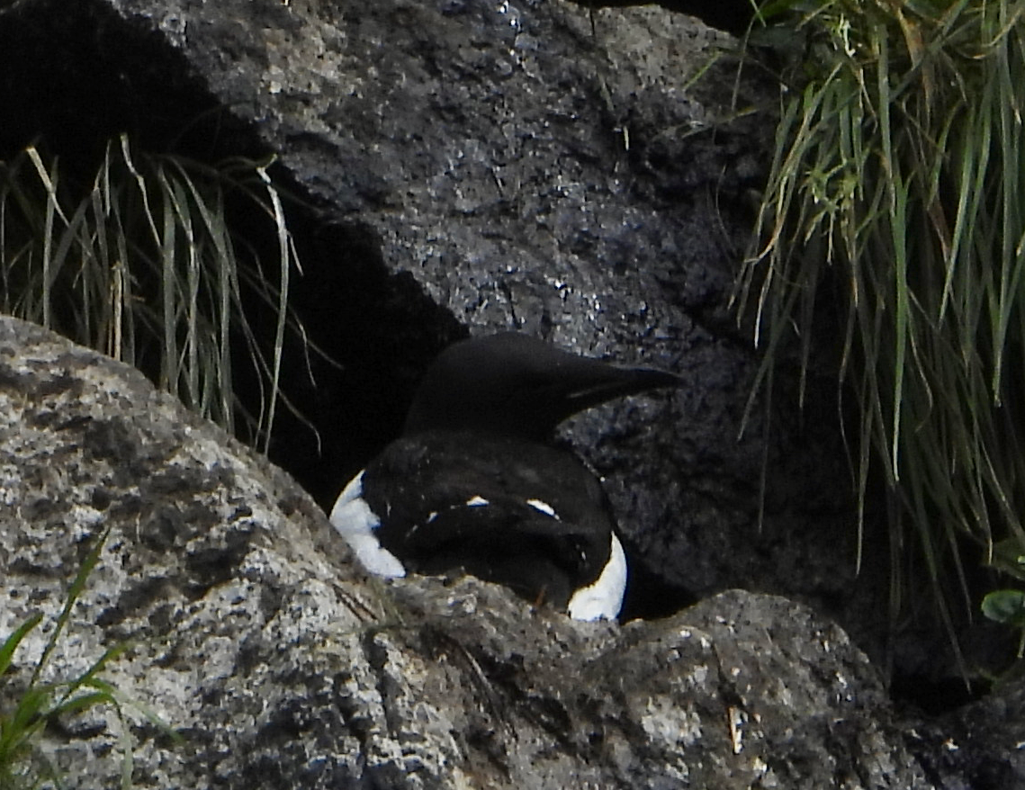 Thick-billed Murre - ML593341001